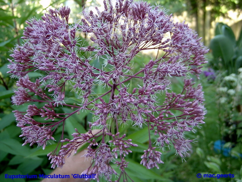 Eupatorium maculatum Glutball